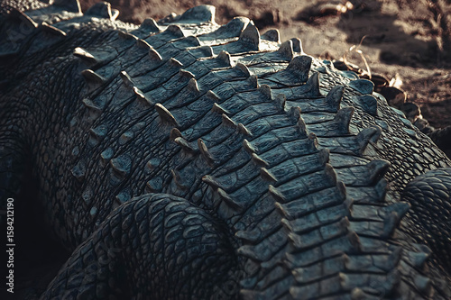 close up of a Tirtle