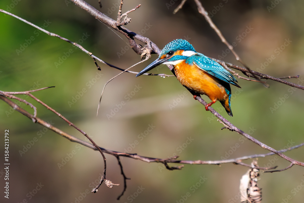 Obraz premium 餌を捕らえるために池に飛び込む可愛いカワセミ（カワセミ科） 英名学名：Kingfisher (Alcedo atthis) 埼玉県北本市、北本自然観察公園 2025 