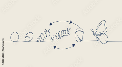 Butterfly metamorphosis continuous line drawing, showing the life cycle stages