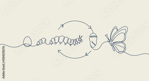 Continuous line drawing of butterfly life cycle: egg, caterpillar, pupa, and butterfly