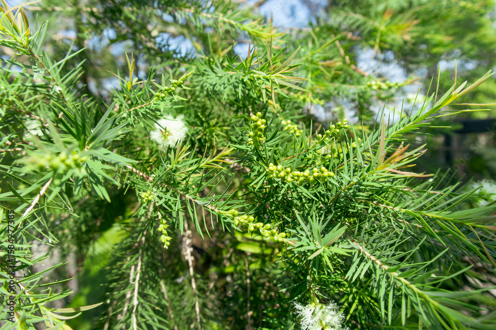 Fototapeta premium Narrow-leaved paperbark tea tree (Melaleuca alternifolia)