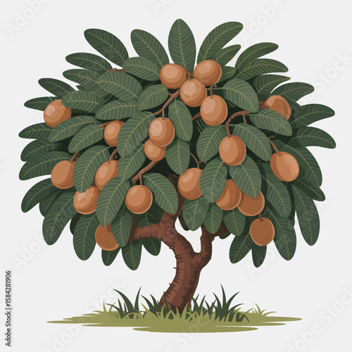 Cartoon Chiku Tree Illustration with Brown Fruits and Green Leaves on a White Background