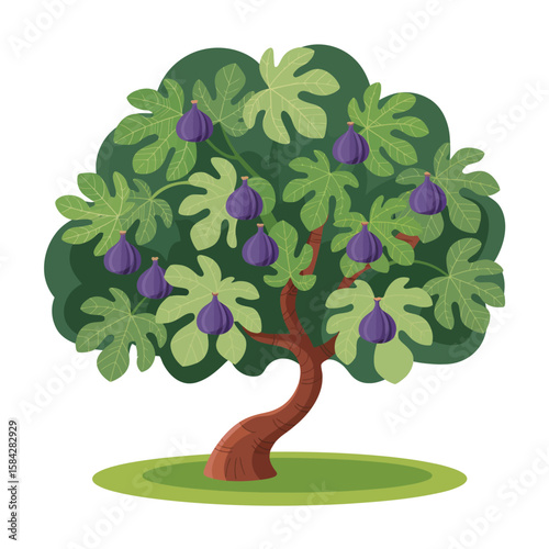 Cartoon fig tree illustration with green leaves and purple figs on a white background