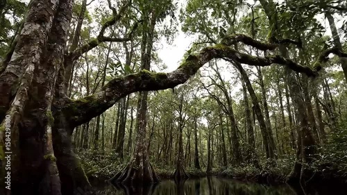 A mystical cinematic shot gliding down a blackwater mirror river in the peat swamp forests - AI Generated