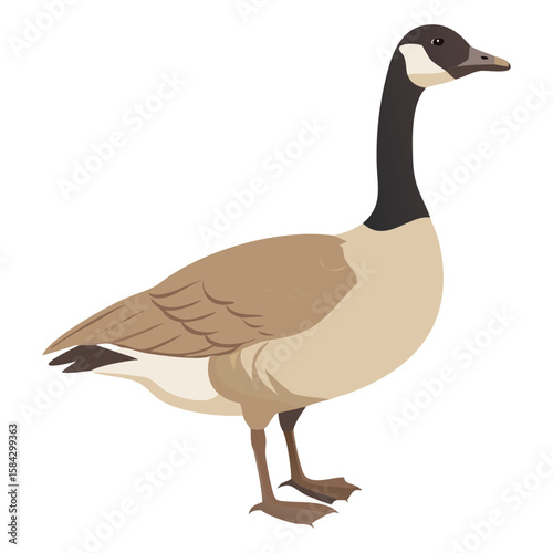 Canadian goose standing profile silhouette