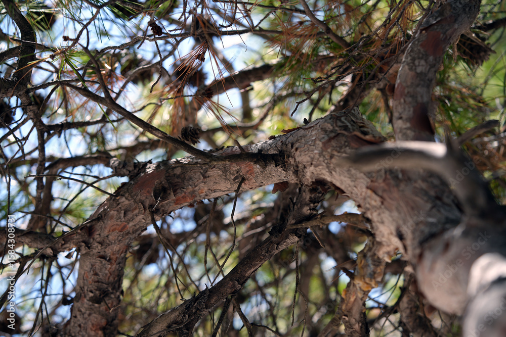 Fototapeta premium pine branches over the sea