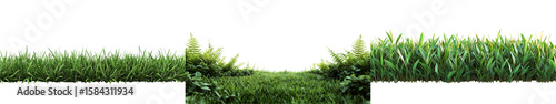 Lush Green Fields with Vibrant Corn Crop and Fresh Grass in Sunny Agricultural Landscape