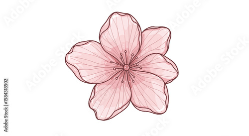 Pink cherry blossom flower illustration with detailed lines  