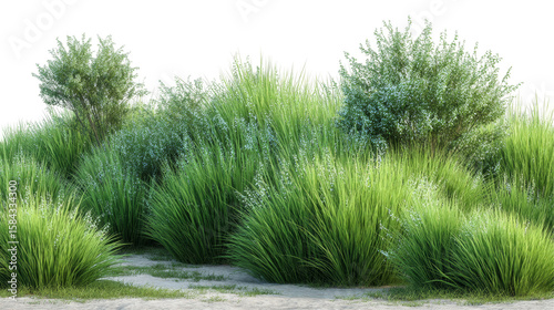 Lush Green Grass with Delicate Flowering Stems in a Serene Natural Landscape