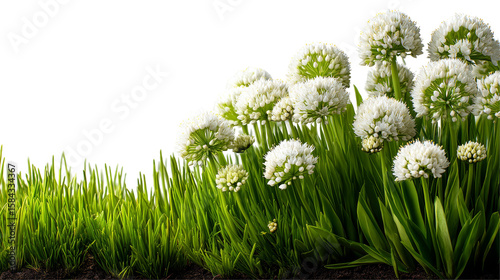 Lush Green Grass with Delicate Flowering Stems and Vibrant Green Leaves