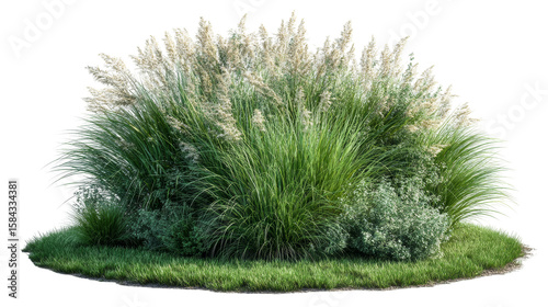 Lush Green Grass with Delicate Flowering Stems in Natural Outdoor Setting