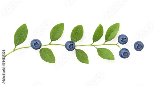 Fresh blueberries and green leaves on a branch against a white background
