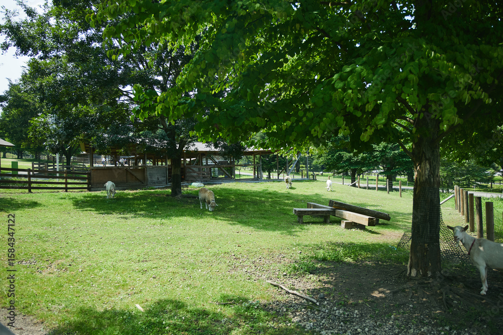 Fototapeta premium 動物園 伊香保