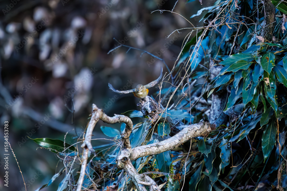 Fototapeta premium 羽ばたいて飛び出す幸せの青い鳥、可愛いルリビタキ（ヒタキ科） 英名学名：Red flanked Bluetail (Tarsiger cyanurus) 埼玉県北本市、北本自然観察公園 2024 