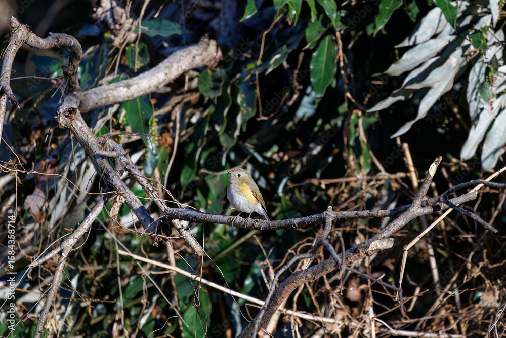 羽ばたいて飛び出す幸せの青い鳥、可愛いルリビタキ(ヒタキ科)
英名学名:Red flanked Bluetail (Tarsiger cyanurus)
埼玉県北本市、北本自然観察公園 2024
羽ばたいて飛び出す幸せの青い鳥、可愛いルリビタキ(ヒタキ科)
英名学名:Red flanked Bluetail (Tarsiger cyanurus)
埼玉県北本市、北本自然観察公園 2024