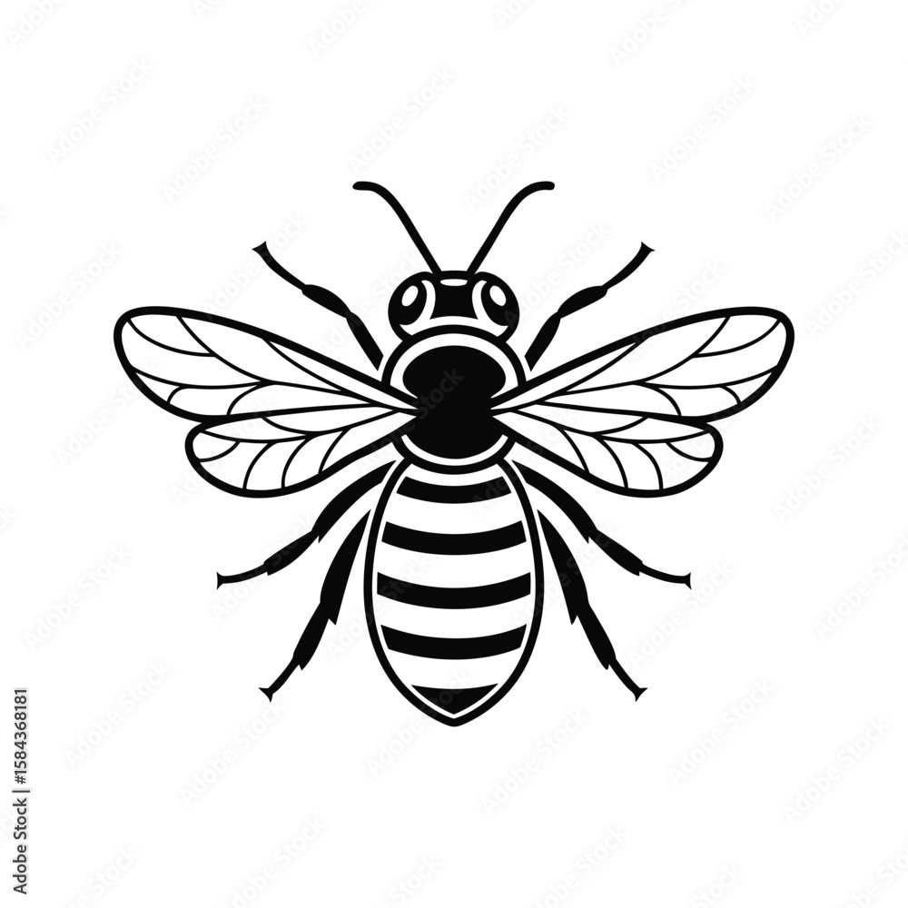 Detled front view of honey bee with wings spread, insect line drawing vector illustration Detled front view of honey bee with wings spread, insect line drawing vector illustration