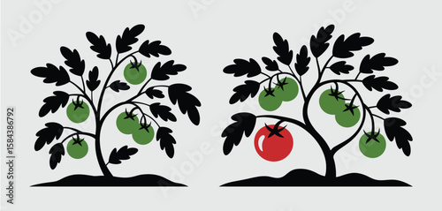 Stylized silhouette of two tomato plants with green and red fruit