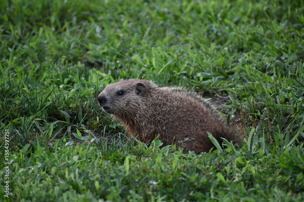 Naklejka premium Wildlife at Fort Indiantown Gap