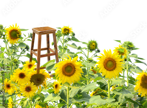 Sunflower field with bright sky on white.