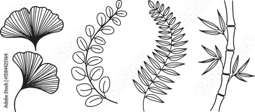Ginkgo leaves eucalyptus branch fern frond bamboo stalk black and white