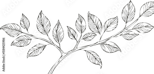 green fresh leaves on a tree branch spring summer natural plant isolated on white background.growth, no people, photography, color image, freshness, studio shot, nature, white background, green color,