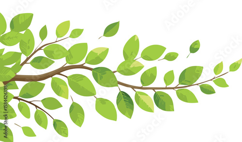 green fresh leaves on a tree branch spring summer natural plant isolated on white background.growth, no people, photography, color image, freshness, studio shot, nature, white background, green color,