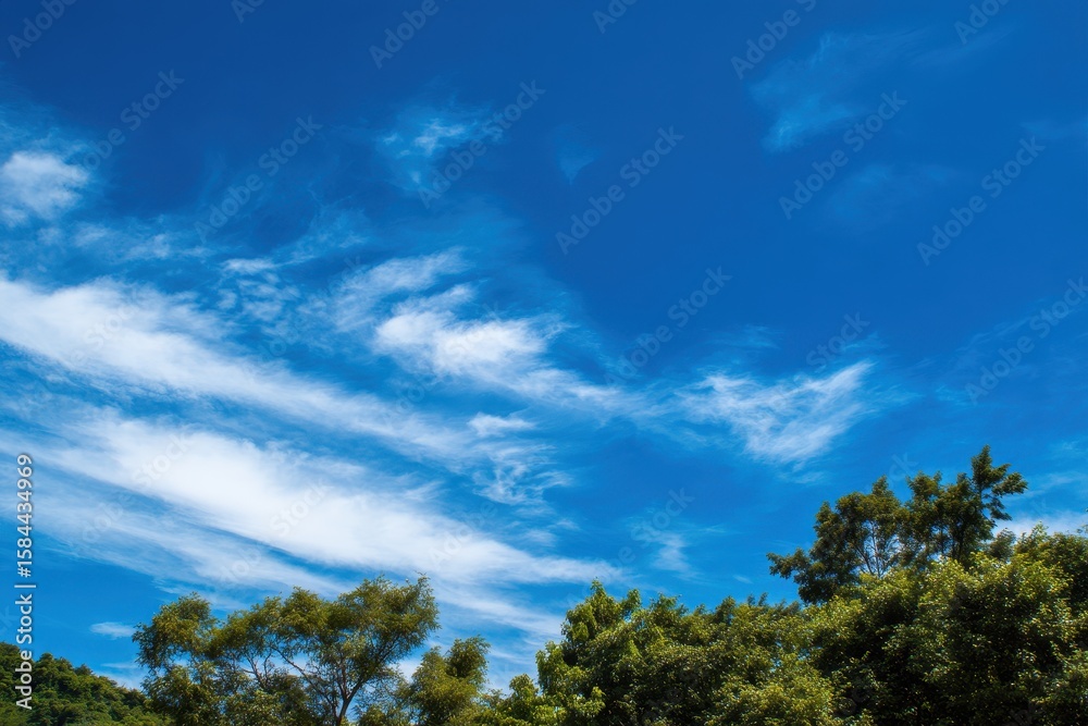 Clear sky and white clouds over trees natural backdrop Clear sky and white clouds over trees natural backdrop