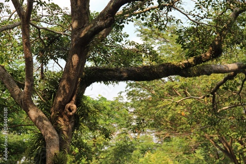 A tree with a large trunk and thick branches and leaves.