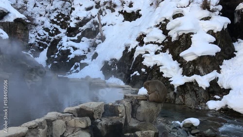 Snow Monkey - Nagano, Japan
