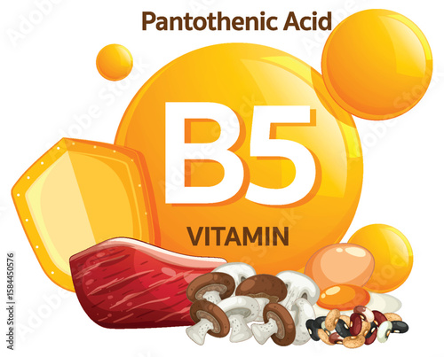 Vitamin B5 Pantothenic Acid Food Sources Vector Illustration