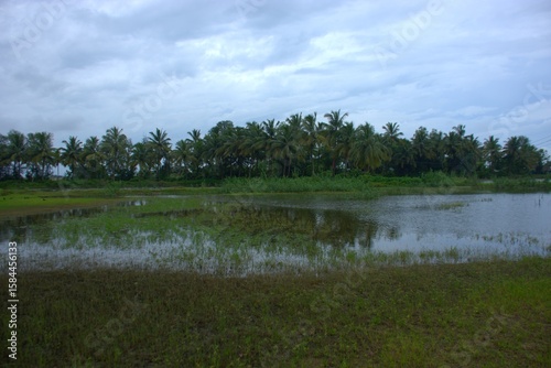 Standing water covers grassy land and partially submerged plants beneath a cloudy sky and distant tree line.