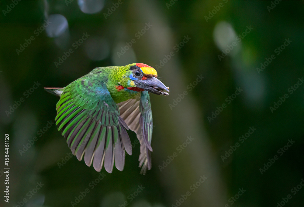 Fototapeta premium A Red-throated Barbet sits on a branch waiting to feed its young. It is a colorful bird.