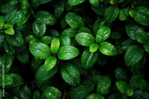 interwoven green foliage pattern