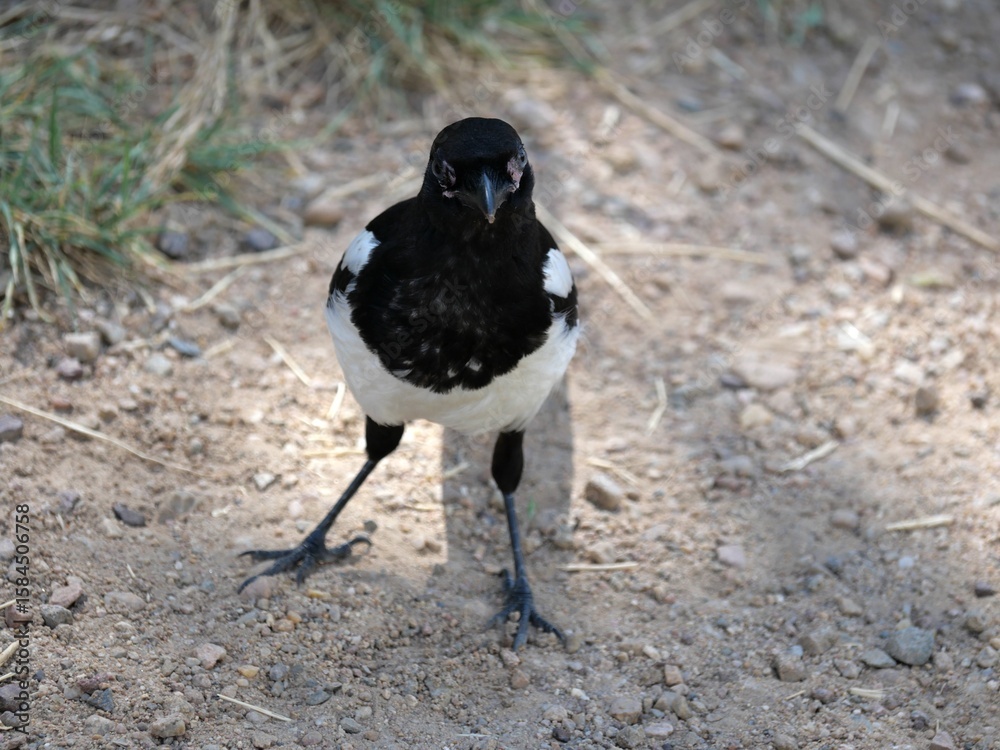 Obraz premium Black-billed Magpie on the Dakota Ridge Trail in Summer, Boulder, Colorado