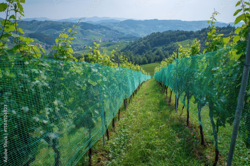 Fototapeta premium safety mesh in southern Styria vineyards Austria