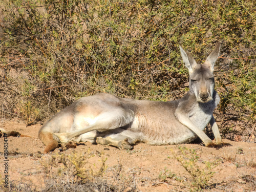 Red Kangaroo (Osphranter rufus) in Australia