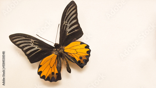 Canvas Print Beautiful tropical butterfly Troides Magellanus isolated on white background