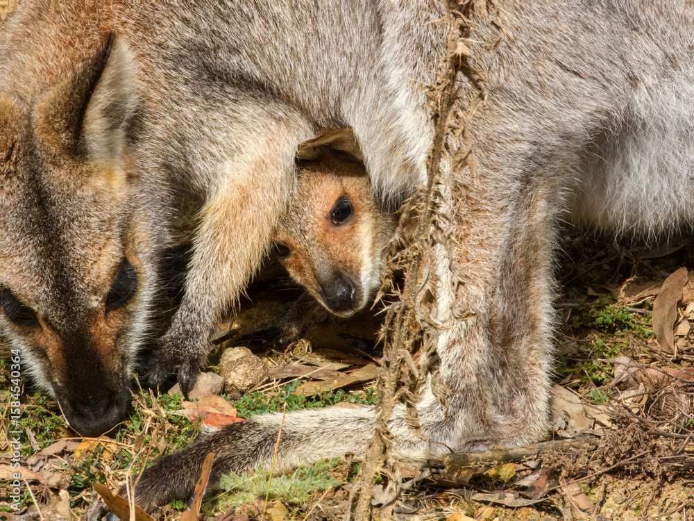 Obraz premium Red-necked Wallaby (Notamacropus rufogriseus) in Australia