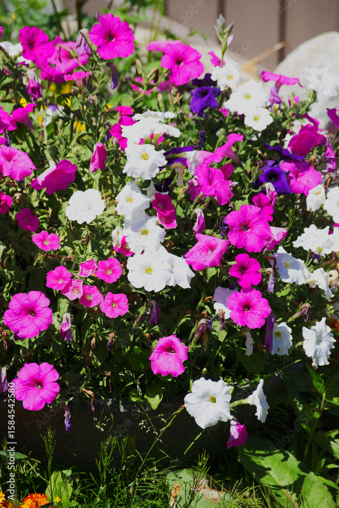Fototapeta premium Colorful flowers in the sun