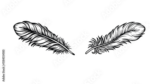Hand-drawn feather illustrations in black and white on white background


