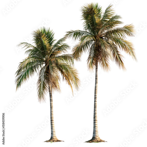 Two realistic coconut tree cutouts on a white background, high-resolution photography.
