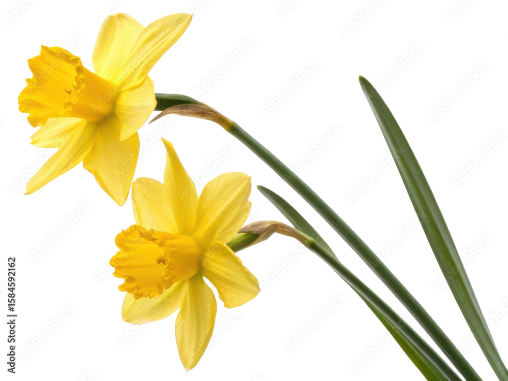 Obraz premium Bright daffodil flowers bloom gracefully, showcasing their vibrant yellow petals and delicate green leaves, symbolizing spring beauty and renewal