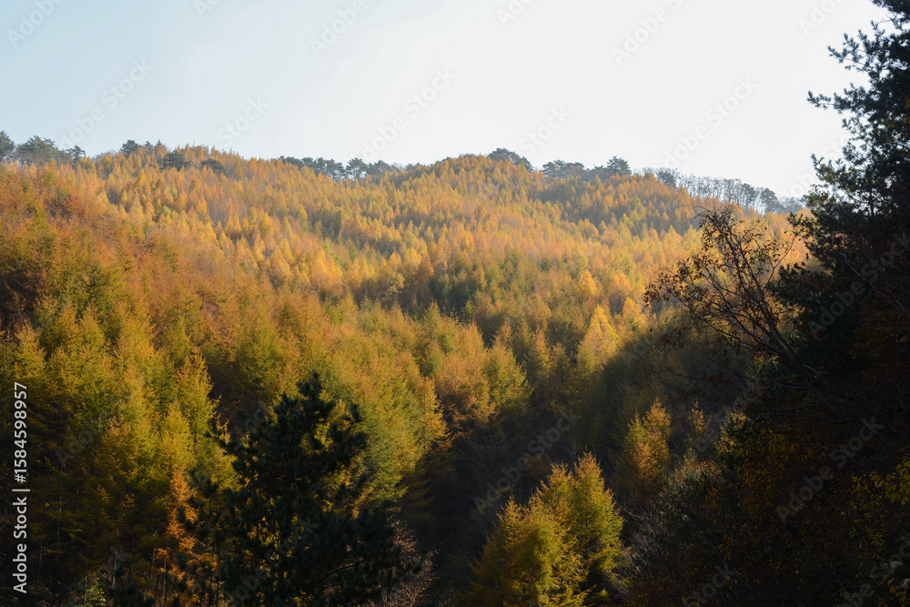 Obraz premium 한국 강원도 인제군에 있는 자작나무 명품숲의 풍경.