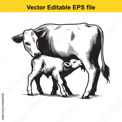 A black and white illustration of a cow nursing its calf, symbolising maternal care and farm life.