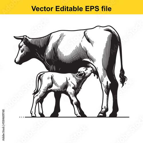 A black and white illustration of a cow nursing its calf, symbolising maternal care and farm life.