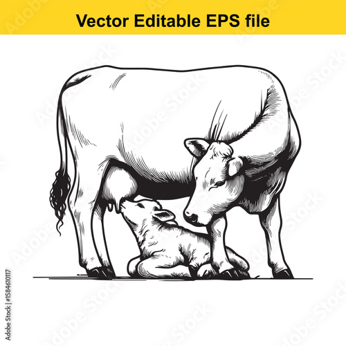 A black and white illustration of a cow nursing its calf, symbolising maternal care and farm life.
