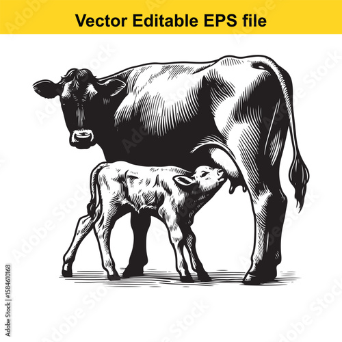 A black and white illustration of a cow nursing its calf, symbolising maternal care and farm life.