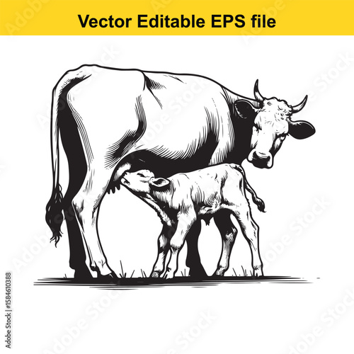 A black and white illustration of a cow nursing its calf, symbolising maternal care and farm life.