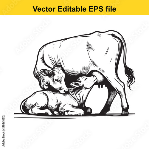 A black and white illustration of a cow nursing its calf, symbolising maternal care and farm life.