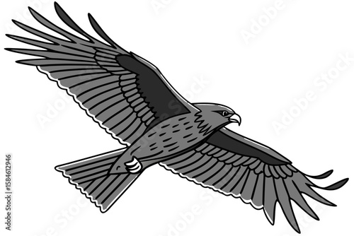 A gray hawk flies with its wings spread, isolated on white